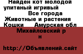 Найден кот,молодой упитаный игривый 12.03.2017 - Все города Животные и растения » Кошки   . Амурская обл.,Михайловский р-н